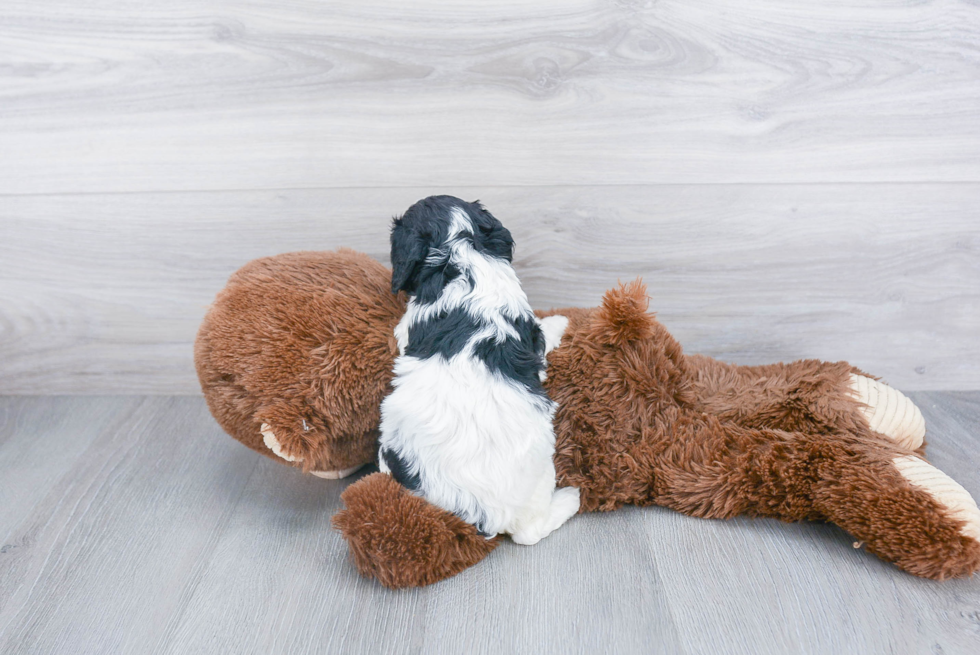 Best Cavapoo Baby