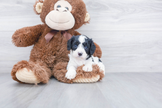 Little Cavoodle Poodle Mix Puppy