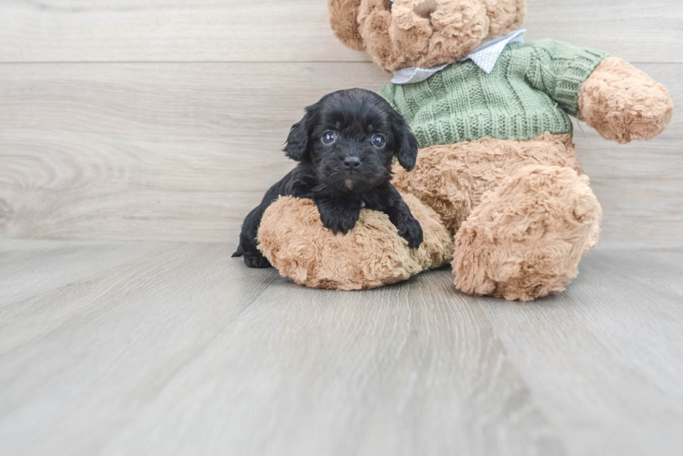 Hypoallergenic Cavoodle Poodle Mix Puppy