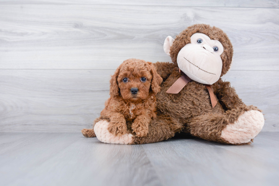 Playful Cavoodle Poodle Mix Puppy