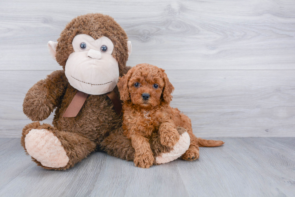 Cavapoo Pup Being Cute