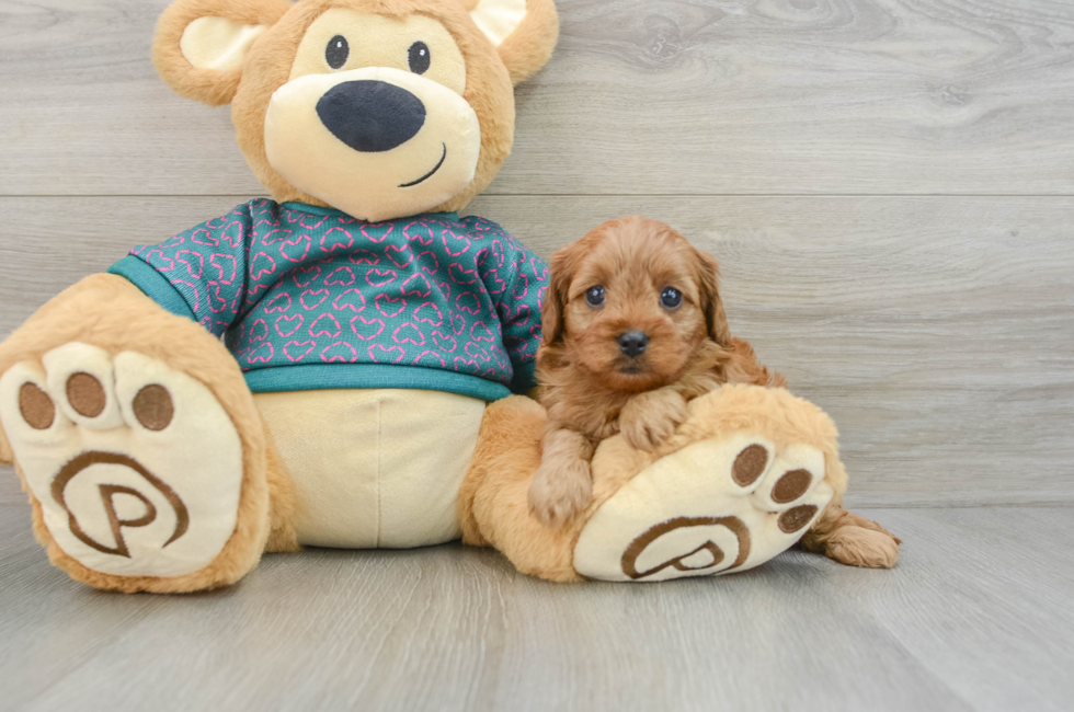 6 week old Cavapoo Puppy For Sale - Premier Pups