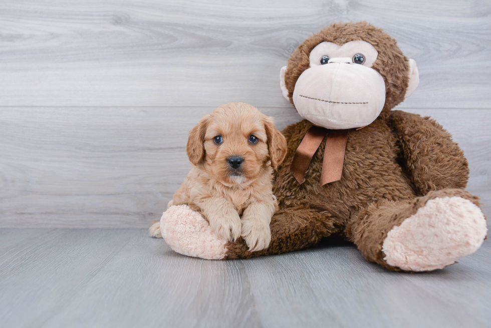 Cavapoo Pup Being Cute