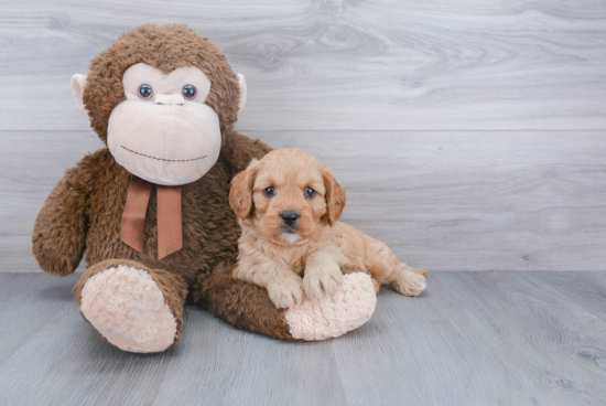 Friendly Cavapoo Baby