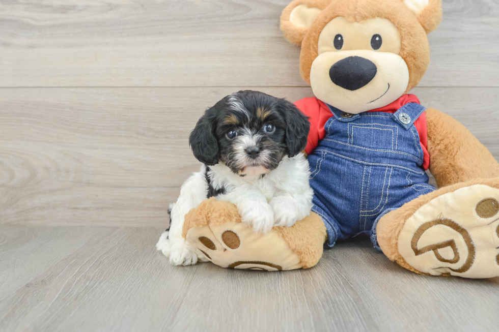 Cavapoo Pup Being Cute