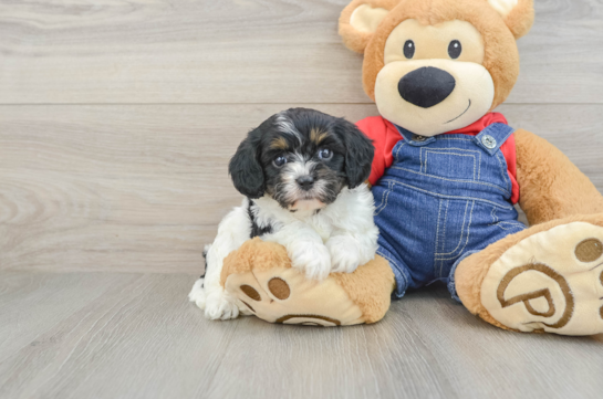Cavapoo Pup Being Cute
