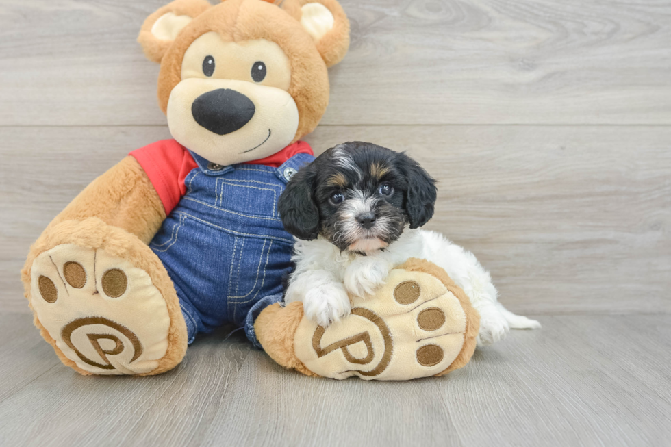 Cavapoo Puppy for Adoption