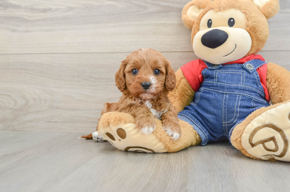 5 week old Cavapoo Puppy For Sale - Premier Pups