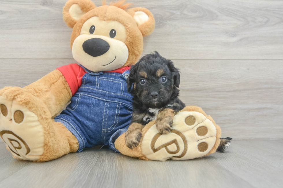 6 week old Cavapoo Puppy For Sale - Premier Pups