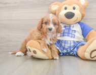 7 week old Cavapoo Puppy For Sale - Premier Pups