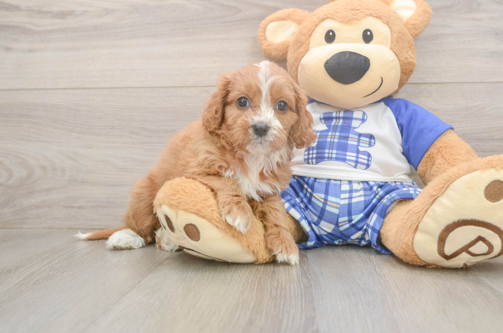 5 week old Cavapoo Puppy For Sale - Premier Pups