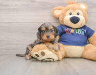 8 week old Cavapoo Puppy For Sale - Premier Pups