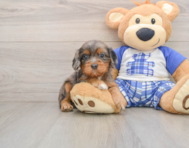 8 week old Cavapoo Puppy For Sale - Premier Pups