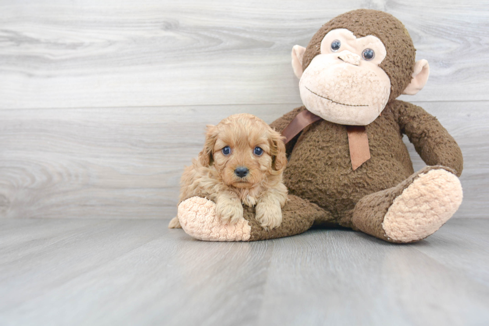 Best Cavapoo Baby