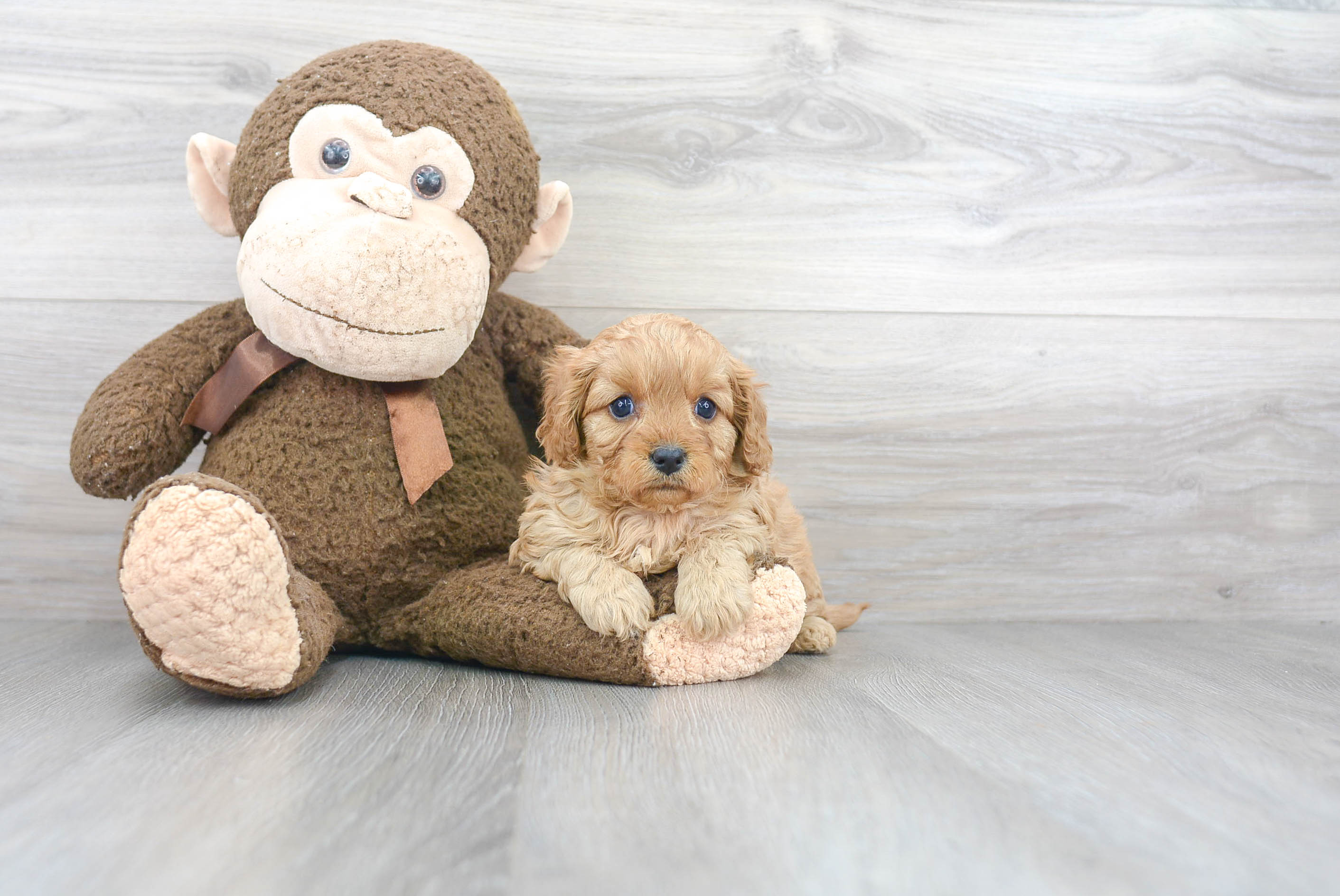 Playful Cavoodle Poodle Mix Puppy