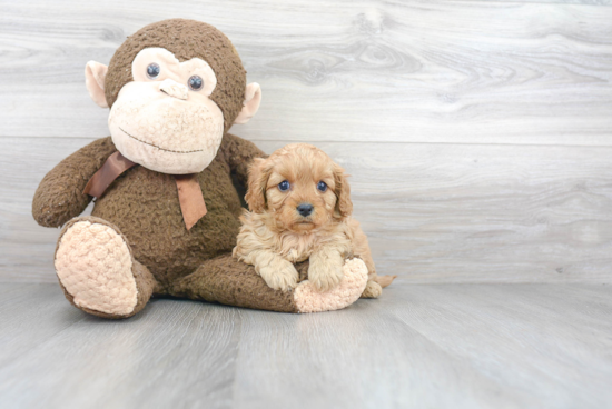 Playful Cavoodle Poodle Mix Puppy