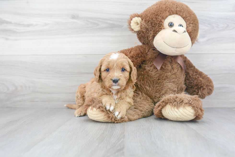 Friendly Cavapoo Baby