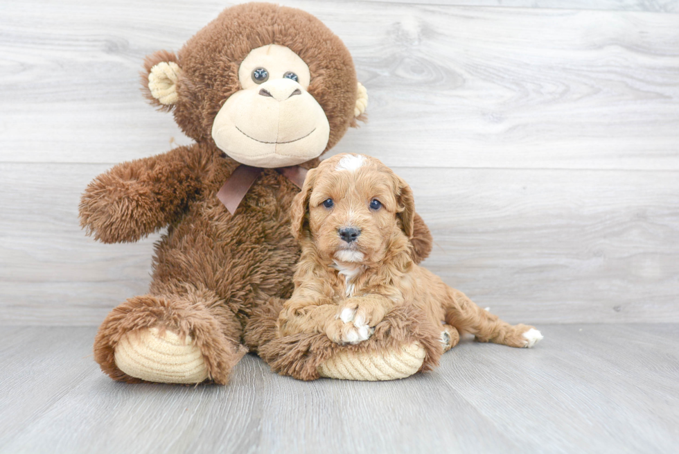 Fluffy Cavapoo Poodle Mix Pup