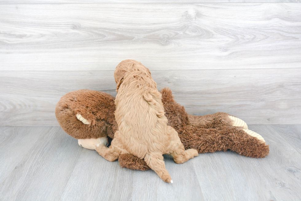 Cavapoo Pup Being Cute