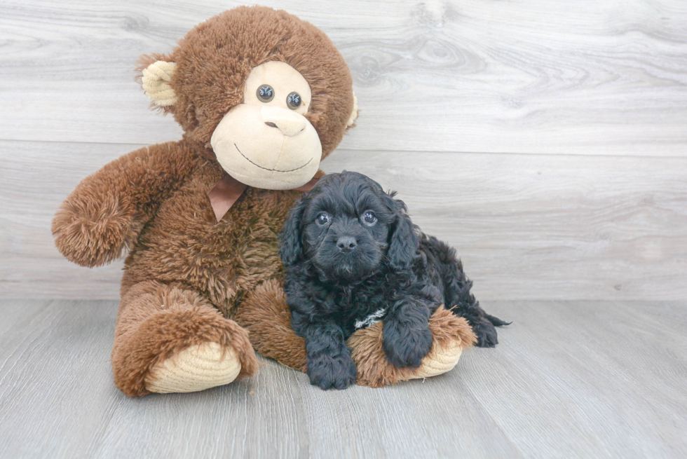 Friendly Cavapoo Baby