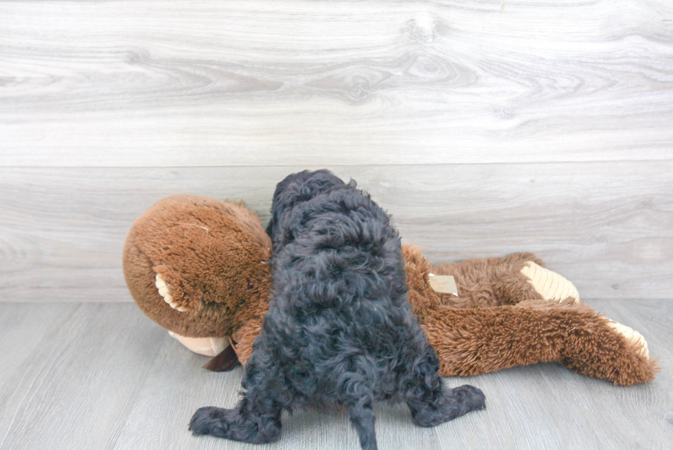 Cavapoo Puppy for Adoption