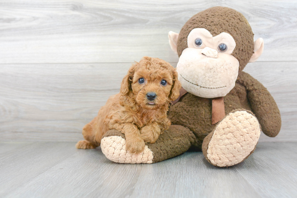 Cavapoo Puppy for Adoption