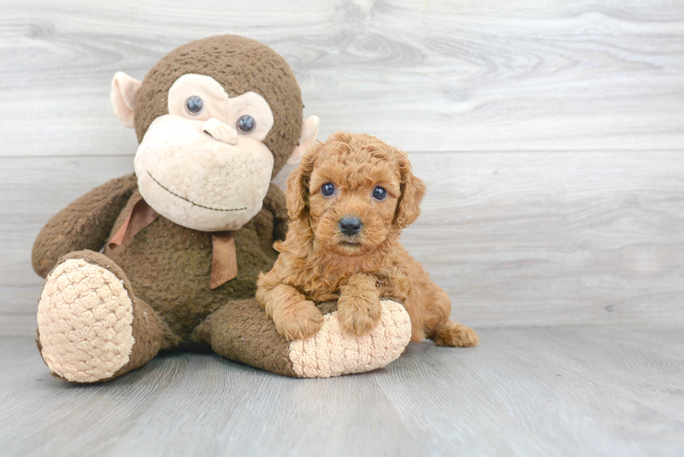 Cavapoo Puppy for Adoption