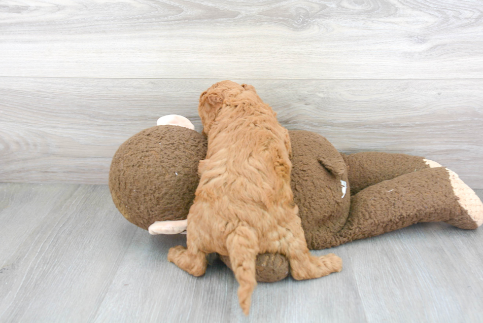 Cavapoo Pup Being Cute