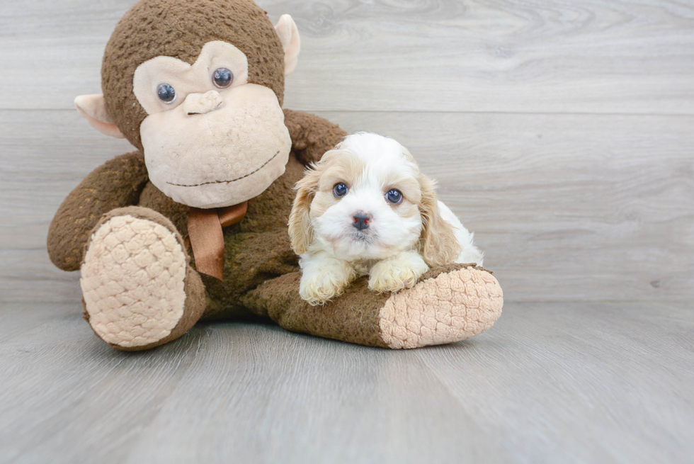 Cavapoo Puppy for Adoption