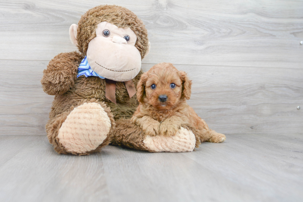 Sweet Cavapoo Baby