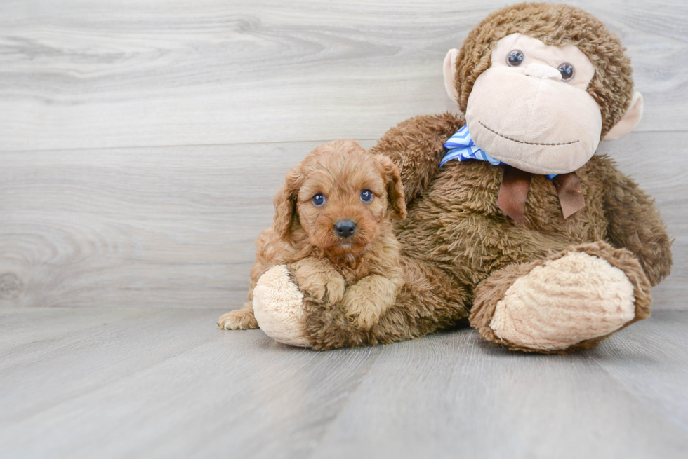 Little Cavoodle Poodle Mix Puppy