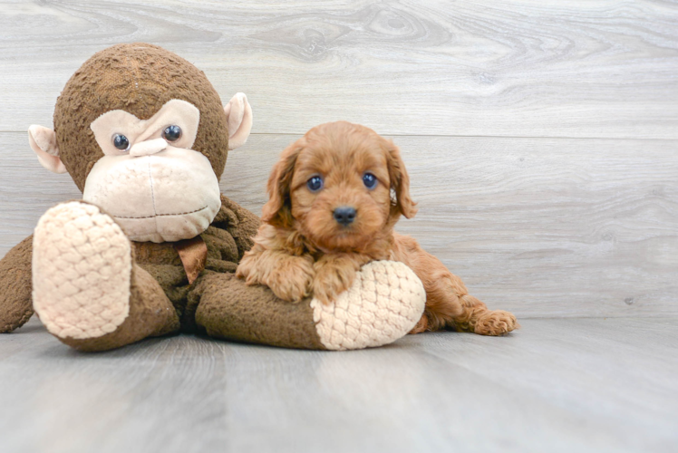 Cute Cavapoo Baby