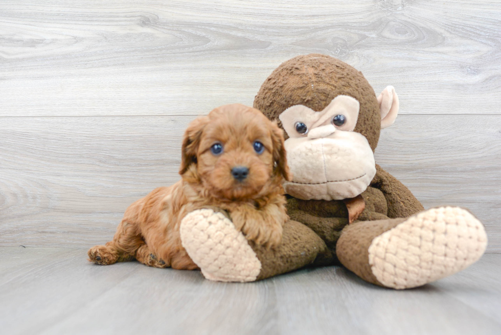 Popular Cavapoo Poodle Mix Pup