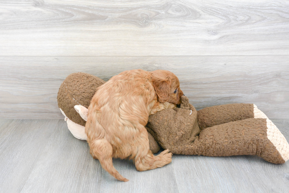 Petite Cavapoo Poodle Mix Pup