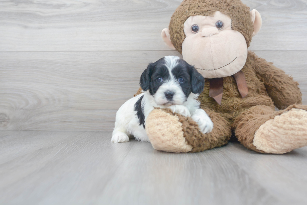 Popular Cavapoo Poodle Mix Pup