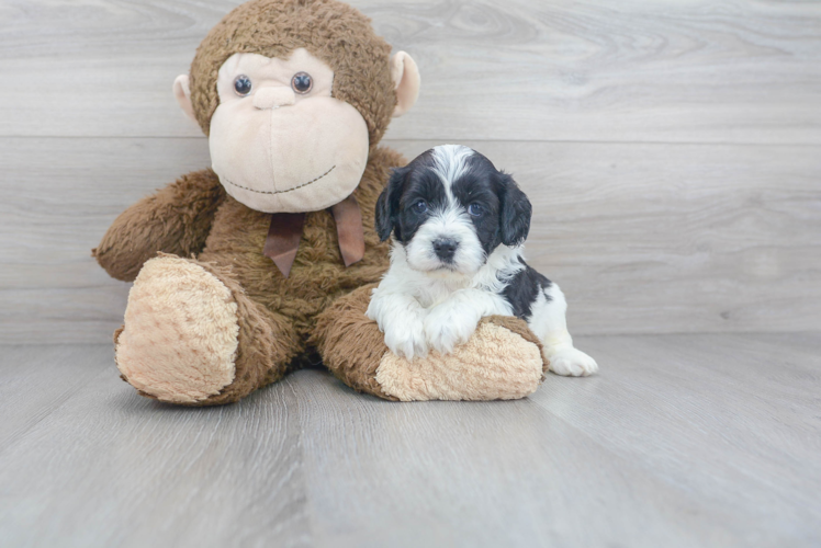 Cavapoo Puppy for Adoption