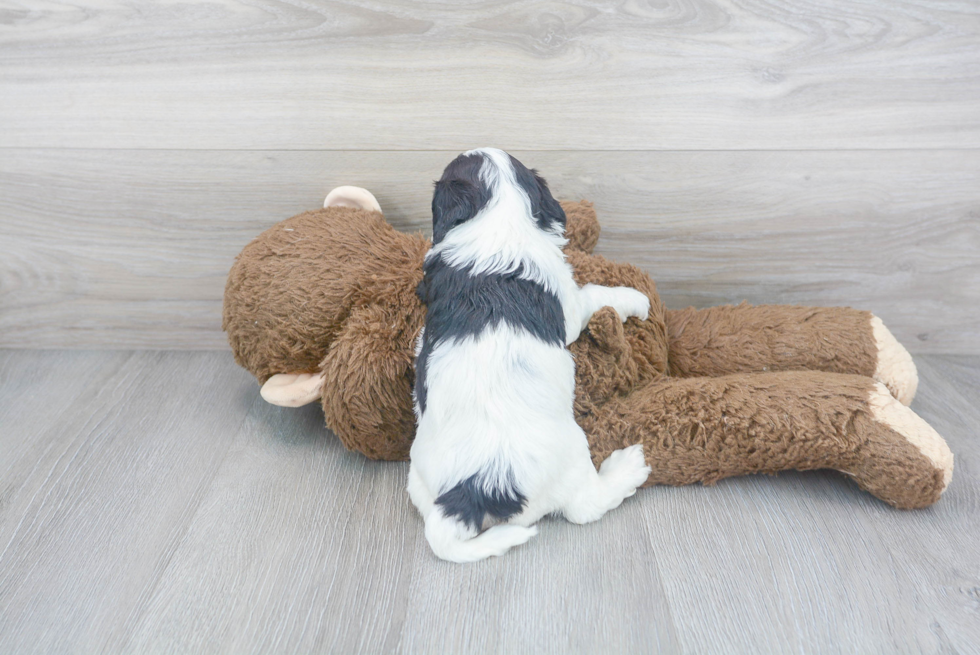 Cavapoo Pup Being Cute