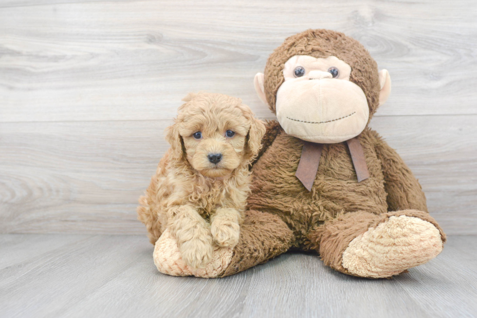 Sweet Cavapoo Baby