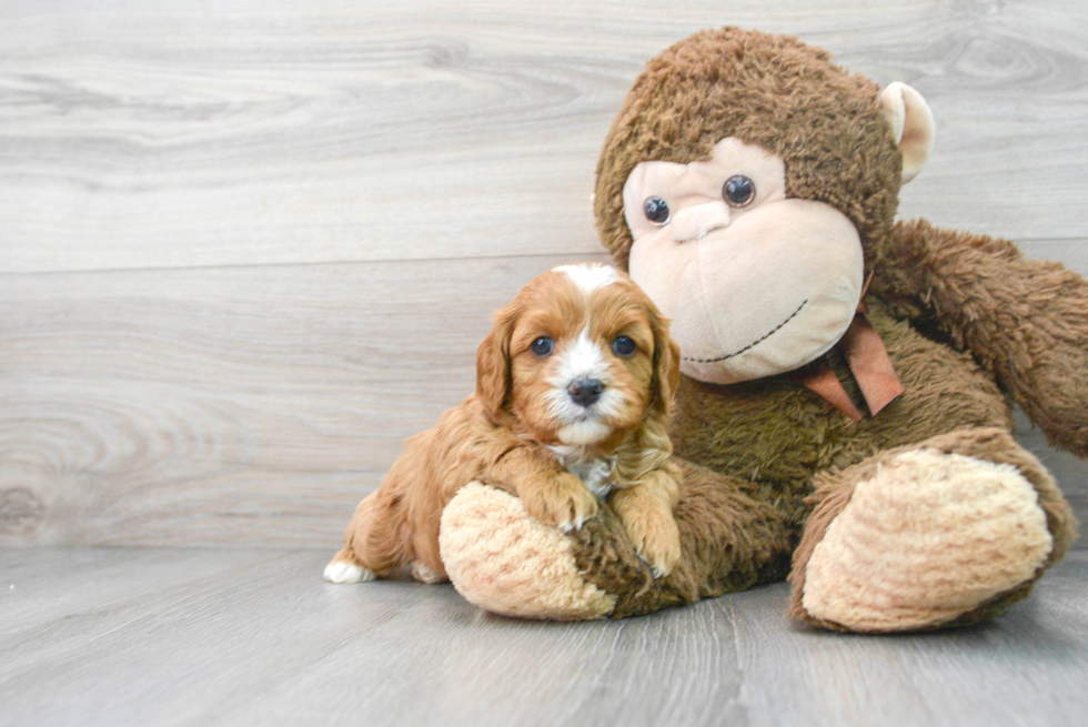 Cavapoo Puppy for Adoption