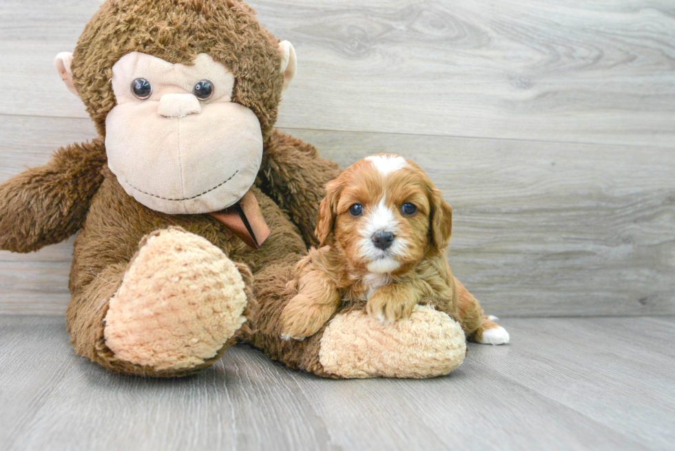 Popular Cavapoo Poodle Mix Pup