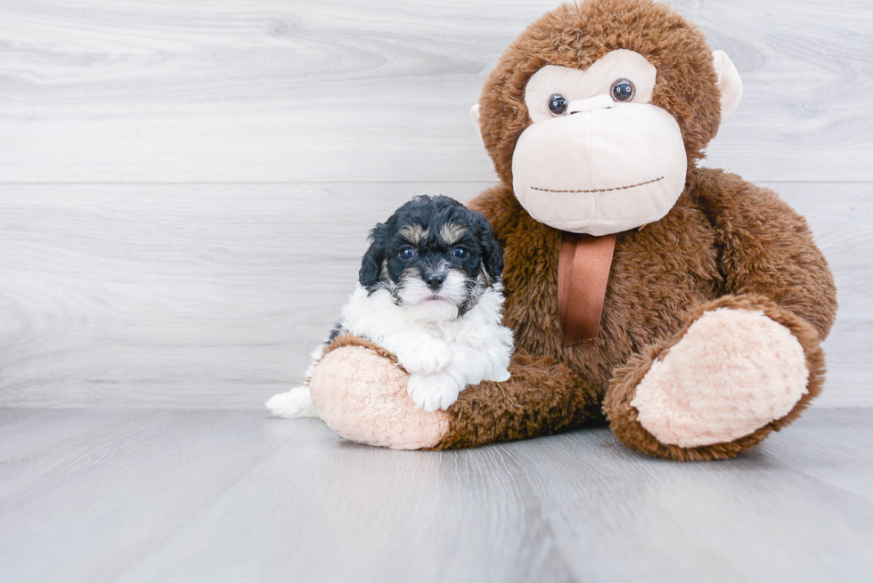 Adorable Cavoodle Poodle Mix Puppy