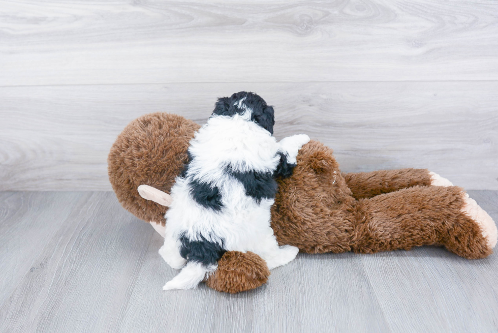 Adorable Cavoodle Poodle Mix Puppy