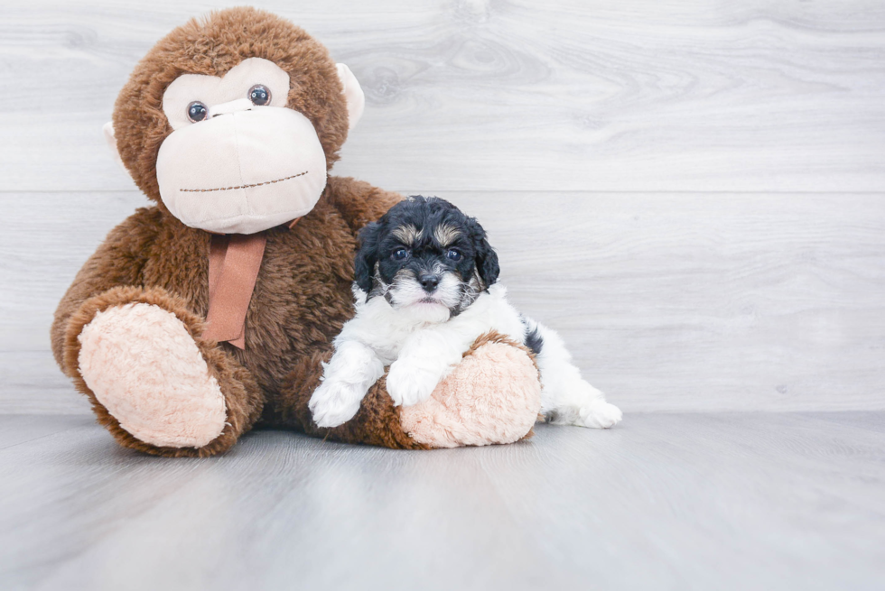 Popular Cavapoo Poodle Mix Pup