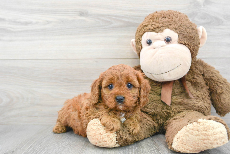 Sweet Cavapoo Baby