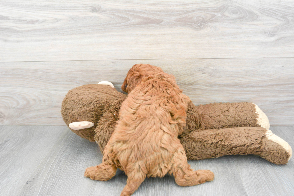 Cavapoo Pup Being Cute