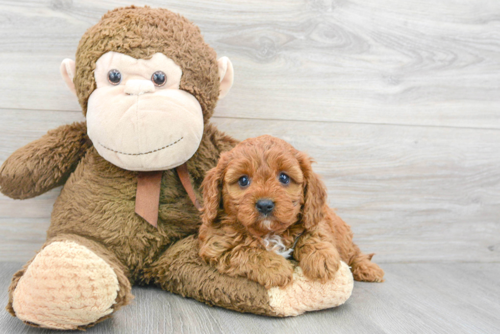 Happy Cavapoo Baby