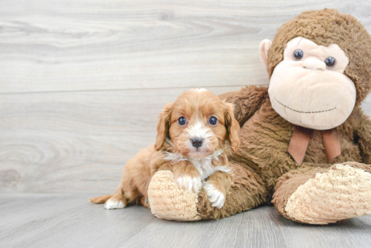 Best Cavapoo Baby