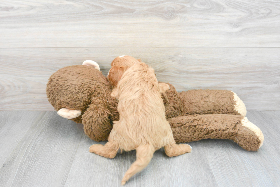 Fluffy Cavapoo Poodle Mix Pup