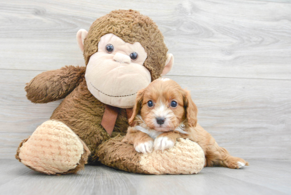 Playful Cavoodle Poodle Mix Puppy