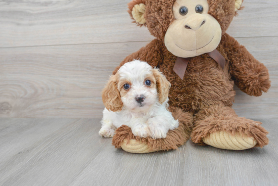 Best Cavapoo Baby